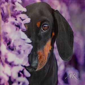 Dachshund Reusable Shopping Tote Bag 🐾 Doxie Wiener